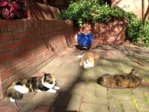 cats in courtyard
