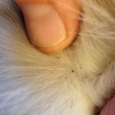 flea dirt in a cat