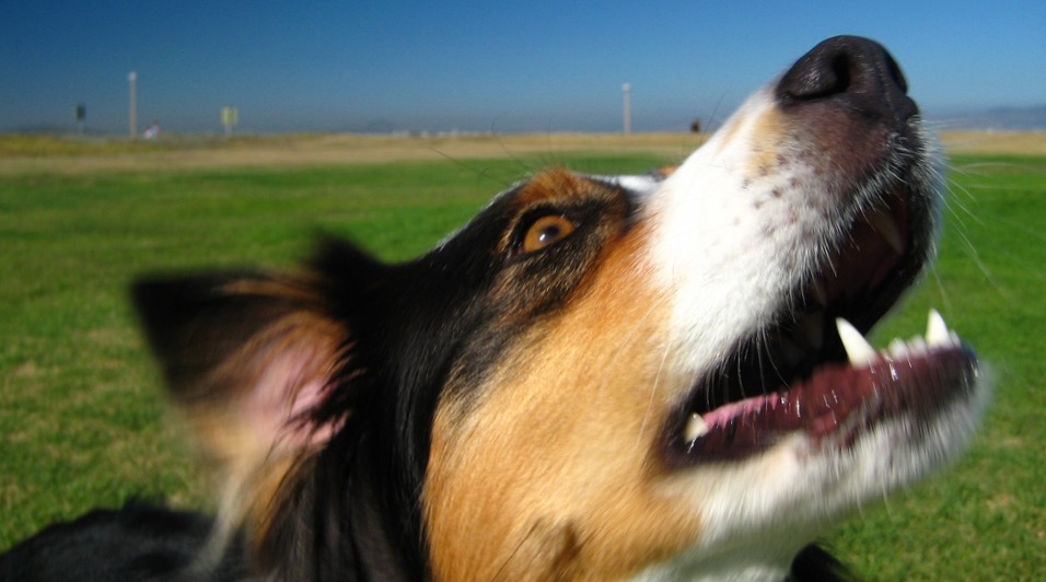 Kennel Cough in Dogs Walkerville Vet