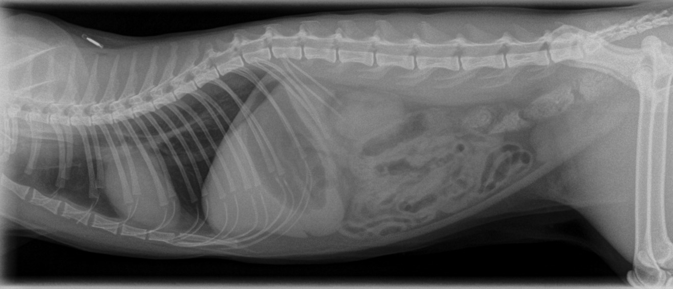 When Cat & Car Collide Feline Road Trauma Walkerville Vet