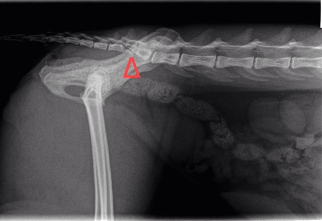 Help! My Cat Was Hit By A Car Road Injuries Walkerville Vet