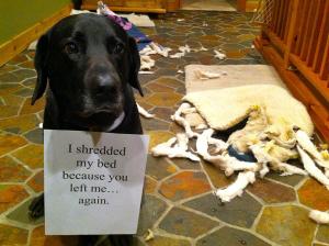 dog chew destruction