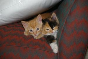 kitties in chair