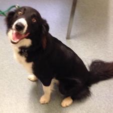 basil the border collie