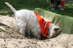 digging dog