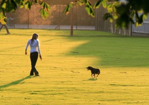 running dog
