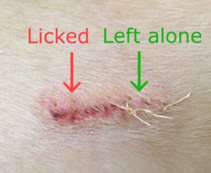dog licked wound