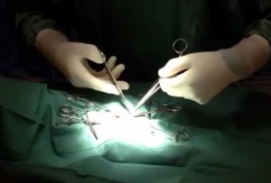 desexing neutering operation