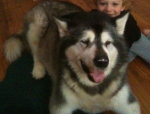 mia old malamute