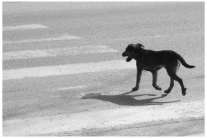 stray dog