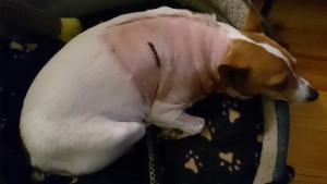 Jack pacemaker dog
