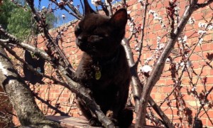 devon rex cat