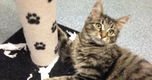 cat scratching pole