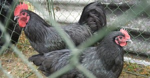 australorp hen & rooster