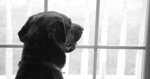 dog looking window