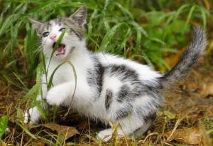 kitten eating grass
