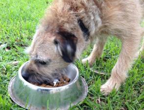 border terrier eating