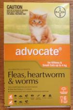 advocate for kittens