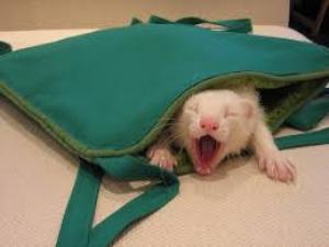 ferret in bed