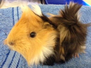 guinea pig