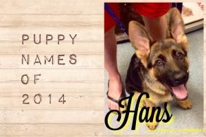 cute puppy name