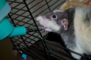 rat drinking