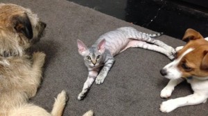 kitten with dogs