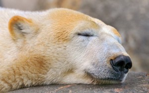 polar bear