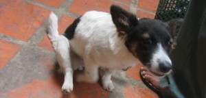 dog scooting