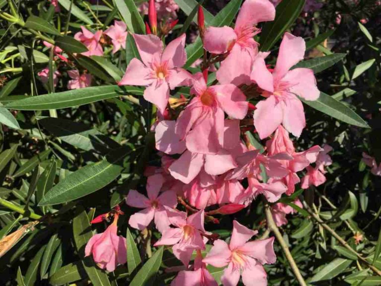 Causes Of Poisoning In Adelaide Dogs Walkerville Vet