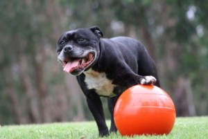 Staffie Ball