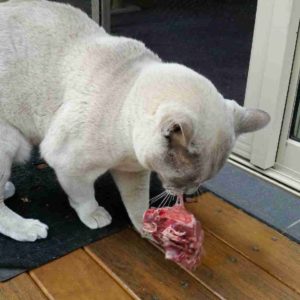 cat chewing bone