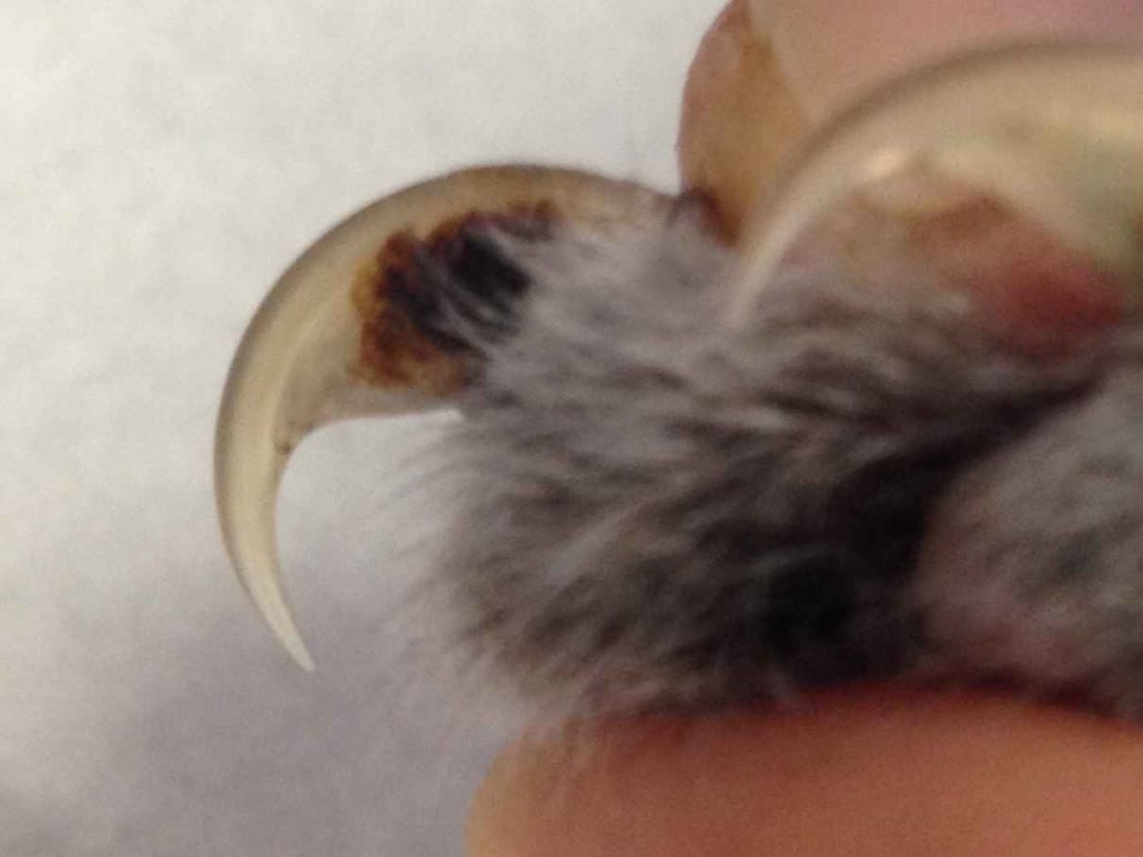 How To Clip Dogs & Cats Nails Walkerville Vet