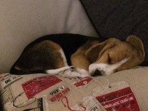 puppy couch sleeping