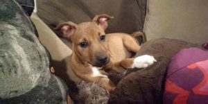 puppy rescue scam
