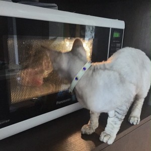Cat with chicken neck