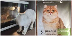 cat food