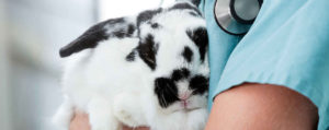 rabbit vet care