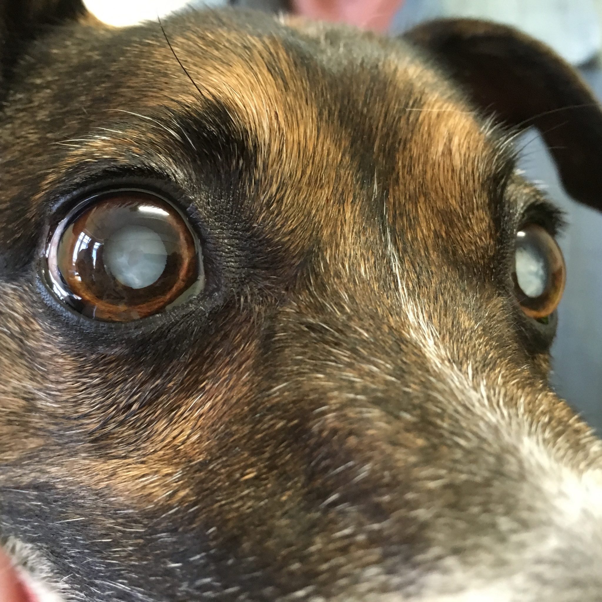 Help! My Dog Has Cataracts... Or Are They? | Walkerville Vet