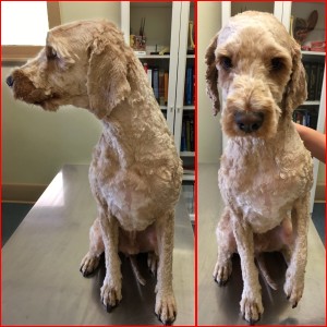 front groomed dog