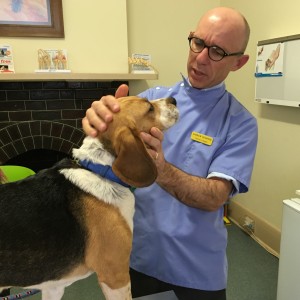 dog vet examination