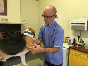 dog leg examination