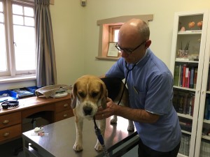 dog heart exam