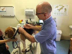 dog vaccination injection