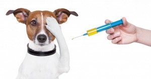 dog vaccination