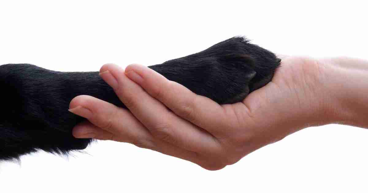 person holding dogs paw