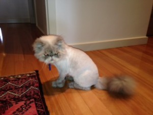 pushkin clipped cat