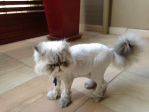 pushkin groomed cat