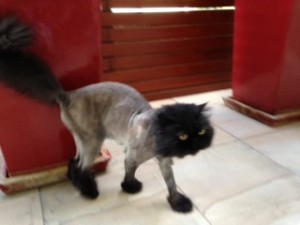 meshky clipped cat