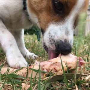 dog licking bone
